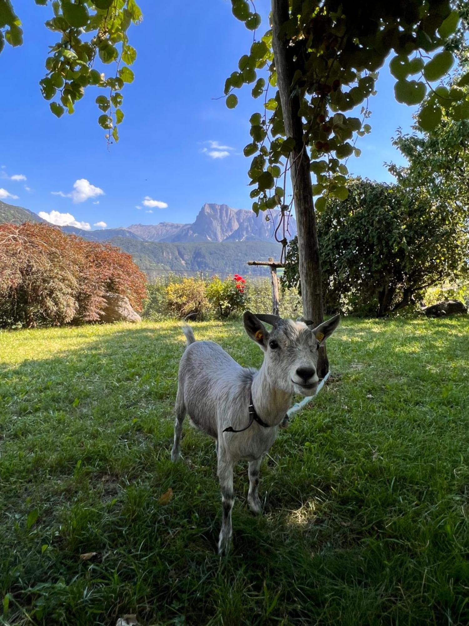 Gasserhof Barbiano  Buitenkant foto
